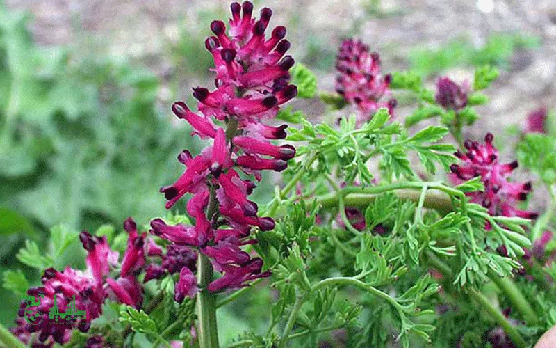 عرق شاهتره خالص و تازه در عطاری هاشمیان