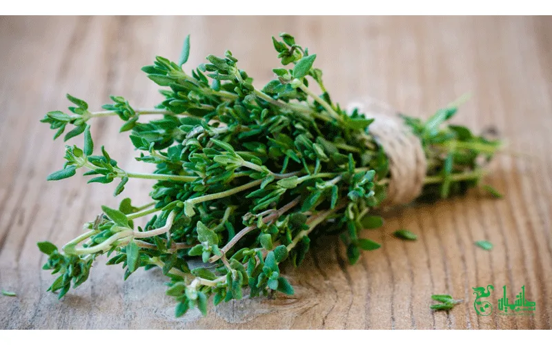 زوغن آویشن خالص و درجه یک در عطاری هاشمیان