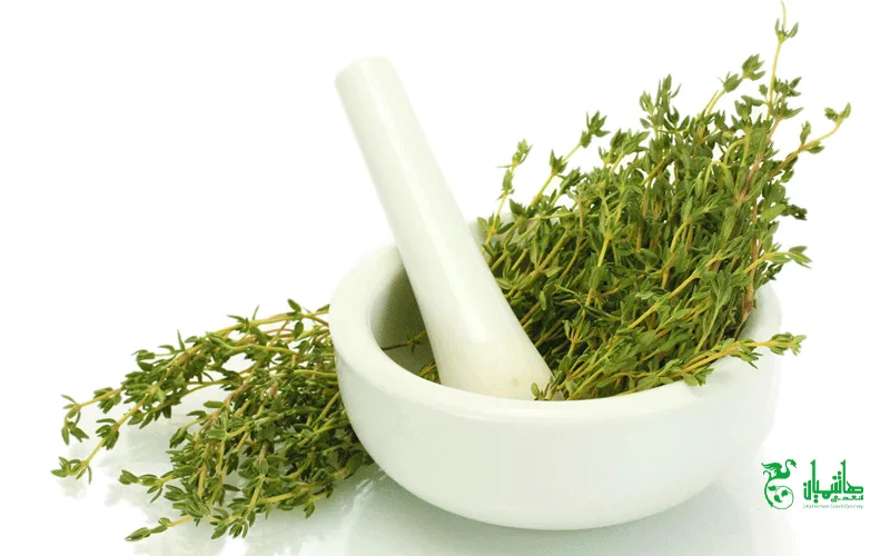 زوغن آویشن خالص و درجه یک در عطاری هاشمیان