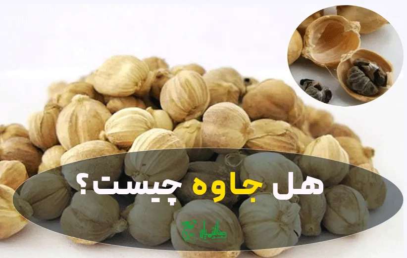هل جاوه درجه یک در عطاری هاشمیان