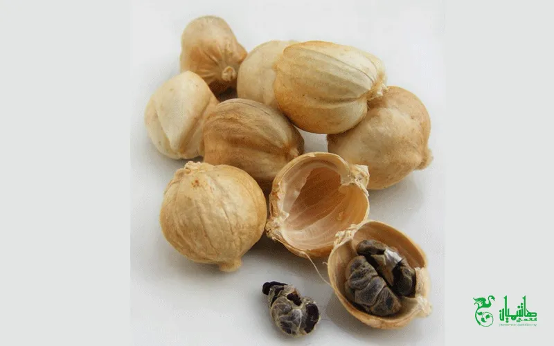 هل جاوه درجه یک در عطاری هاشمیان