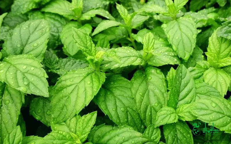 نعنافلفلی یک درمان عالی برای درمان آلرژی بهاری و فصلی