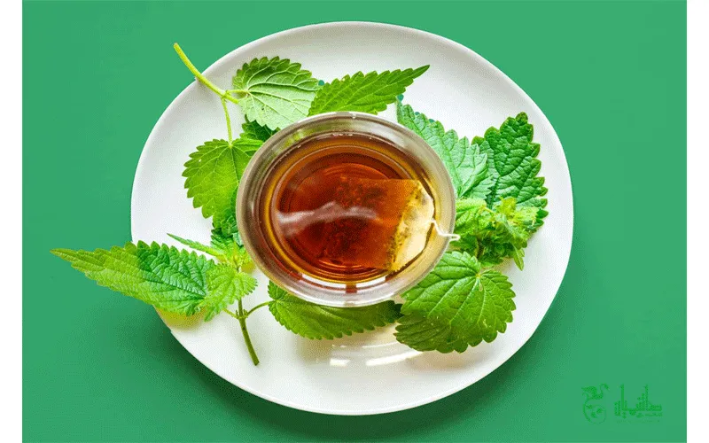 دممنوش گزنه و درمان آلرژی بهاری