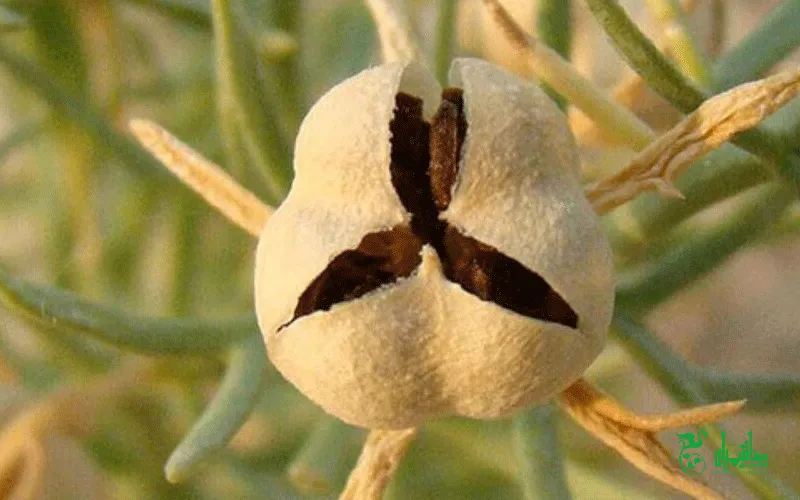 اسپند درجه یک در عطاری هاشمیان