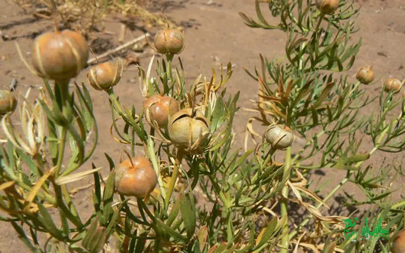 اسپند درجه یک در عطاری هاشمیان