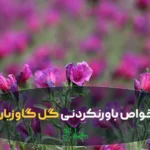 گل گاوزبان درجه یک در عطاری هاشمیان