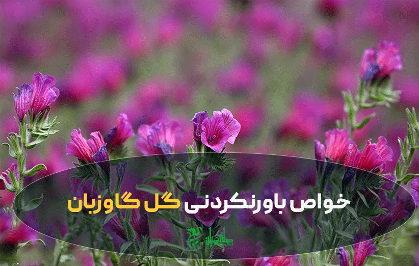 گل گاوزبان درجه یک در عطاری هاشمیان