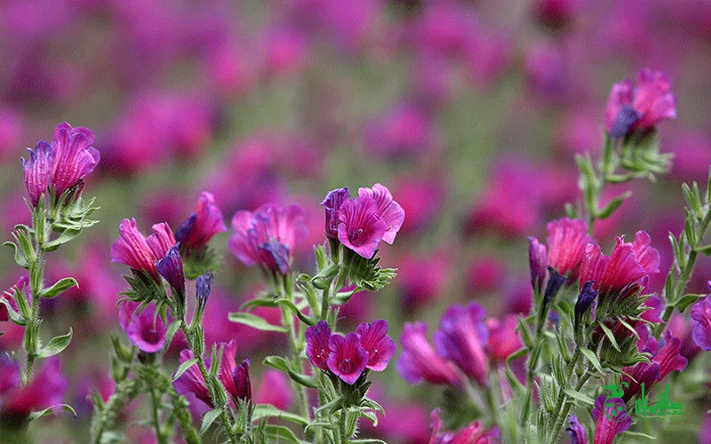 گل گاوزبان درجه یک در عطاری هاشمیان