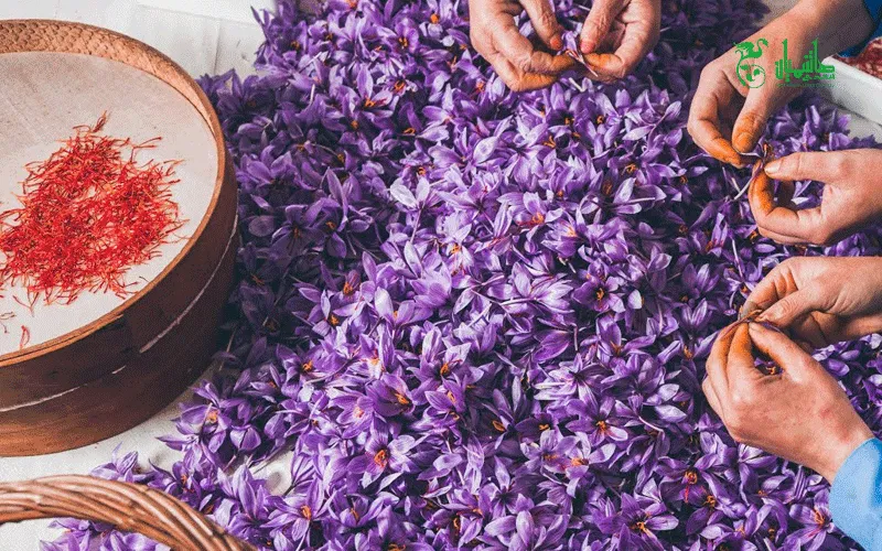 زعفران درجه یک در عطاری هاشمیان وخواص استفاده از زعفران