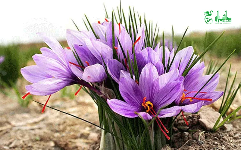 زعفران درجه یک در عطاری هاشمیان وخواص استفاده از زعفران