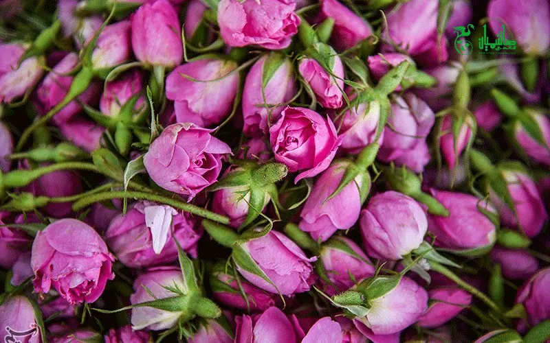 غنچه گل محمدی در عطاری هاشمیان