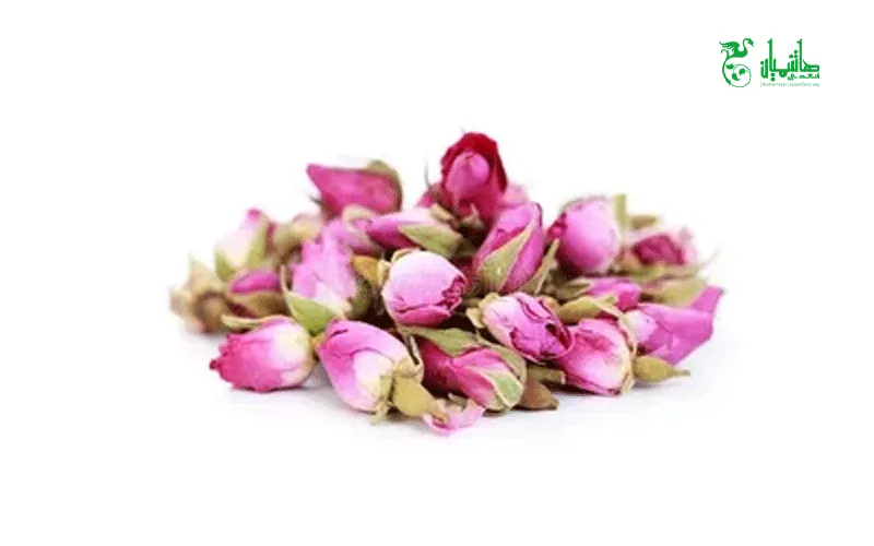 غنچه گل محمدی 