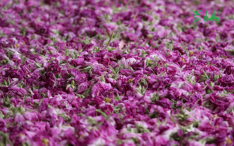 گل محمدی خشک