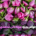 غنچه های گل محمدی درجه یک و اعلا برای وبلاگ خواص ویژه گل محمدی