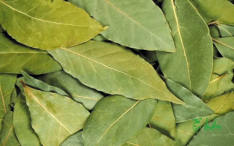 برگ بوی تاره با خواص ویژه برگ بو در عطاری هاشمیان
