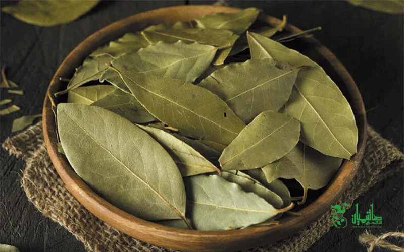 برگ بوی تاره با خواص ویژه برگ بو در عطاری هاشمیان