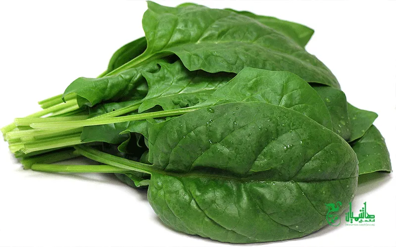 فشار خون و کنترل فشار خون با نکات طلایی و استفاده از سبزیجات تازه مانند اسفناج و کرفس