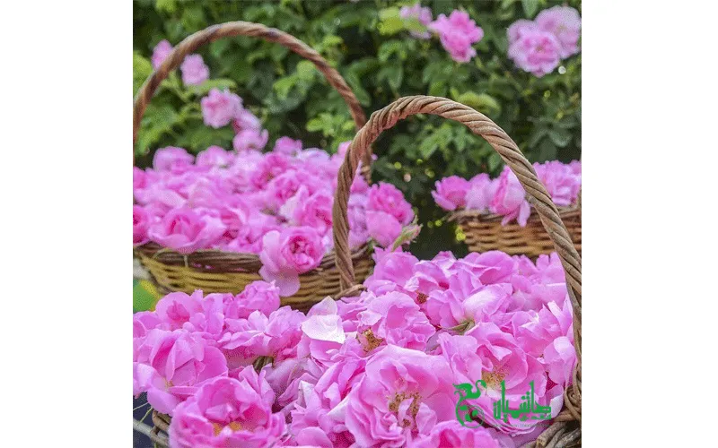 گل های محمدی در هنگام تهیه گلاب