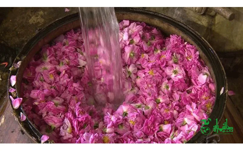 عکسی از گل محمدی در هنگام تهیه گلاب