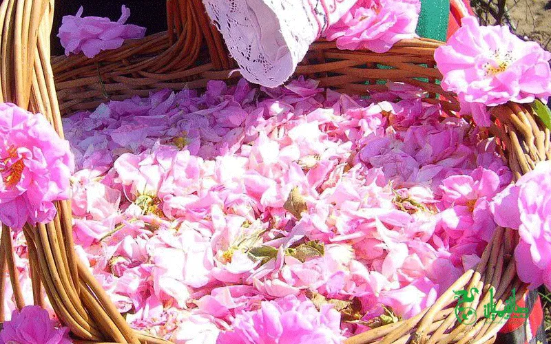 گل های محمدی در هنگام تهیه گلاب