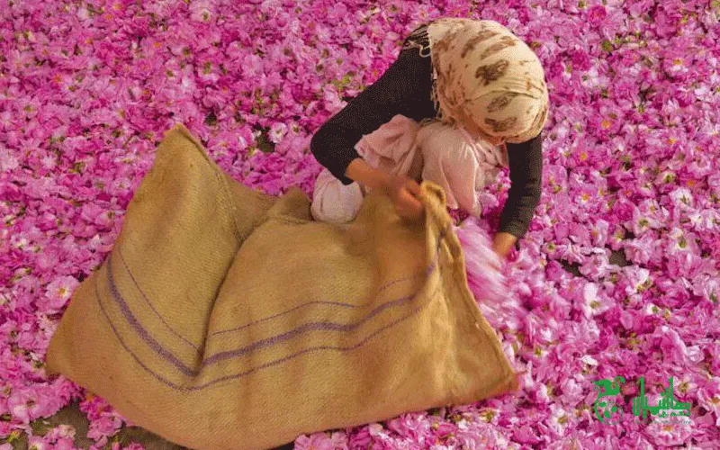 گل های محمدی در هنگام تهیه گلاب