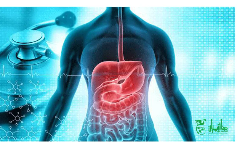 بهبود هضم غذا از خواص گلاب