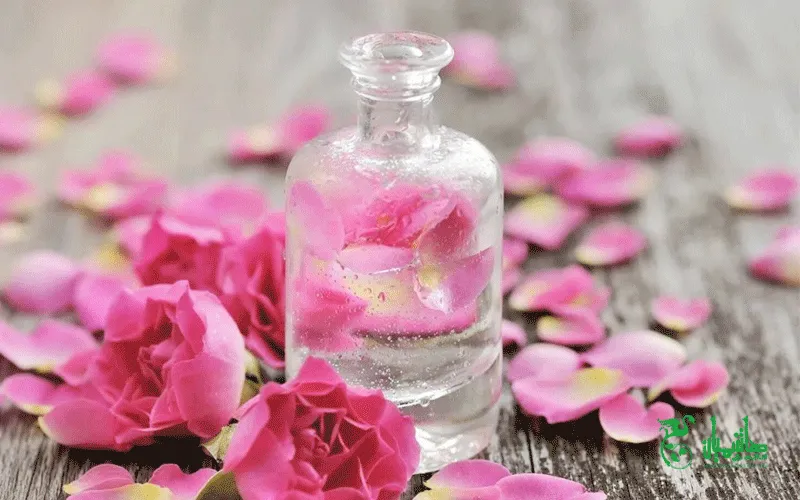 گل های محمدی در هنگام تهیه گلاب