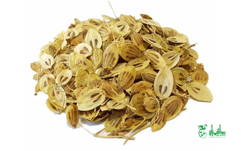 گلپر خشک در عطاری هاشمیان