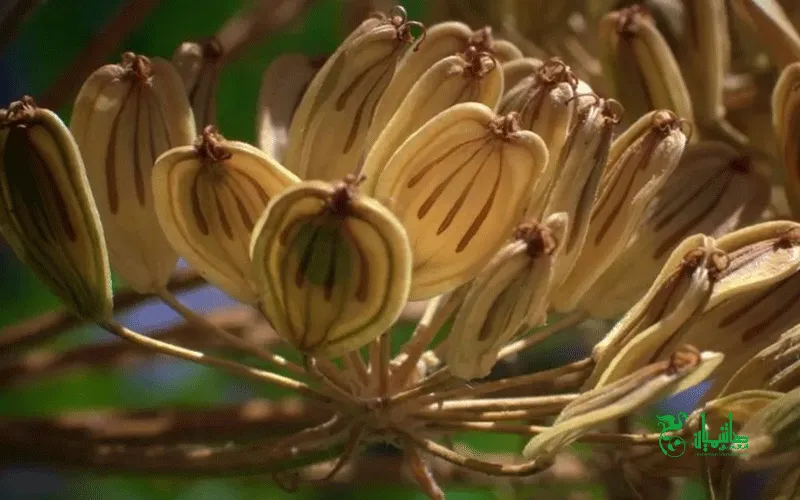 گلپر خشک در عطاری هاشمیان