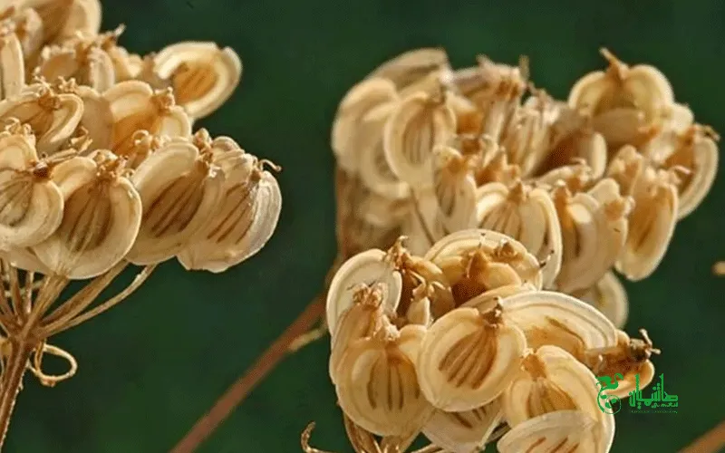 گلپر خشک در عطاری هاشمیان