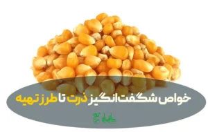 ذرت؛ از خواص شگفتانگیز تا طرز تهیه پفیلا و ذرت مکزیکی