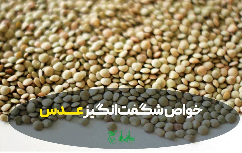 عدس درجه یک و تمییز در عطاری هاشمیان