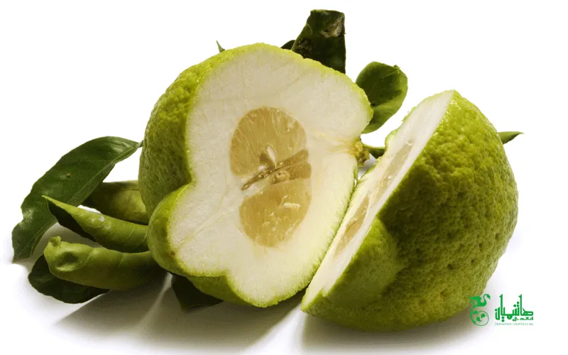 اتروج در تهیه عرق اتروج