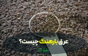 عرق بارهنگ چیست؟ خواص، طبع، مضرات و نحوه مصرف