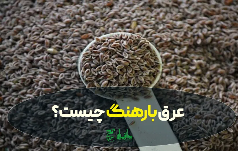 عرق بارهنگ عطاری هاشمیان درجه یک و ممتاز