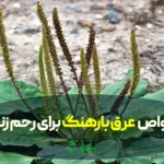 عرق بارهنگ و خواص ویژه ی آن برای رحم زنان