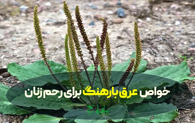 عرق بارهنگ و خواص ویژه ی آن برای رحم زنان