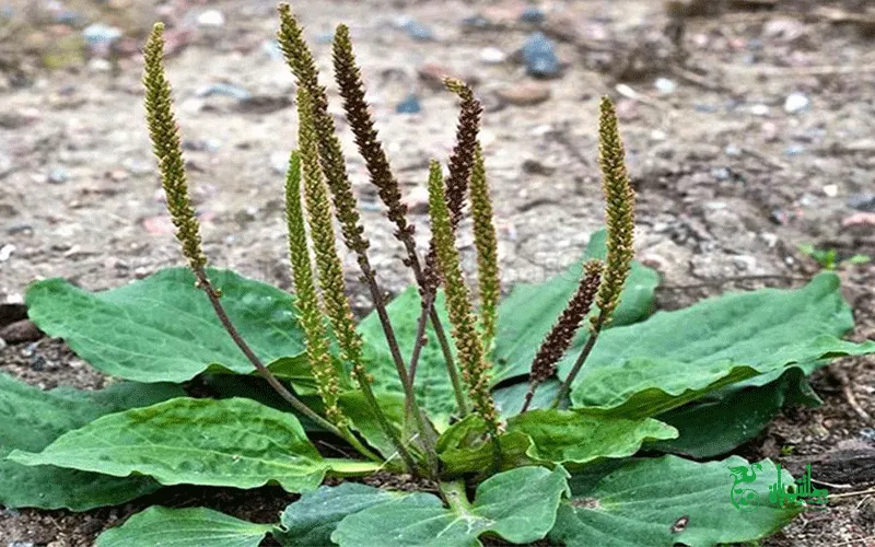 عرق بارهنگ در این تصویر گیاه بارهنگ را مشاهده می کنید