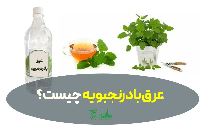 عرق بادرنجبویه چیست؟ خواص، طبع، مضرات و نحوه مصرف